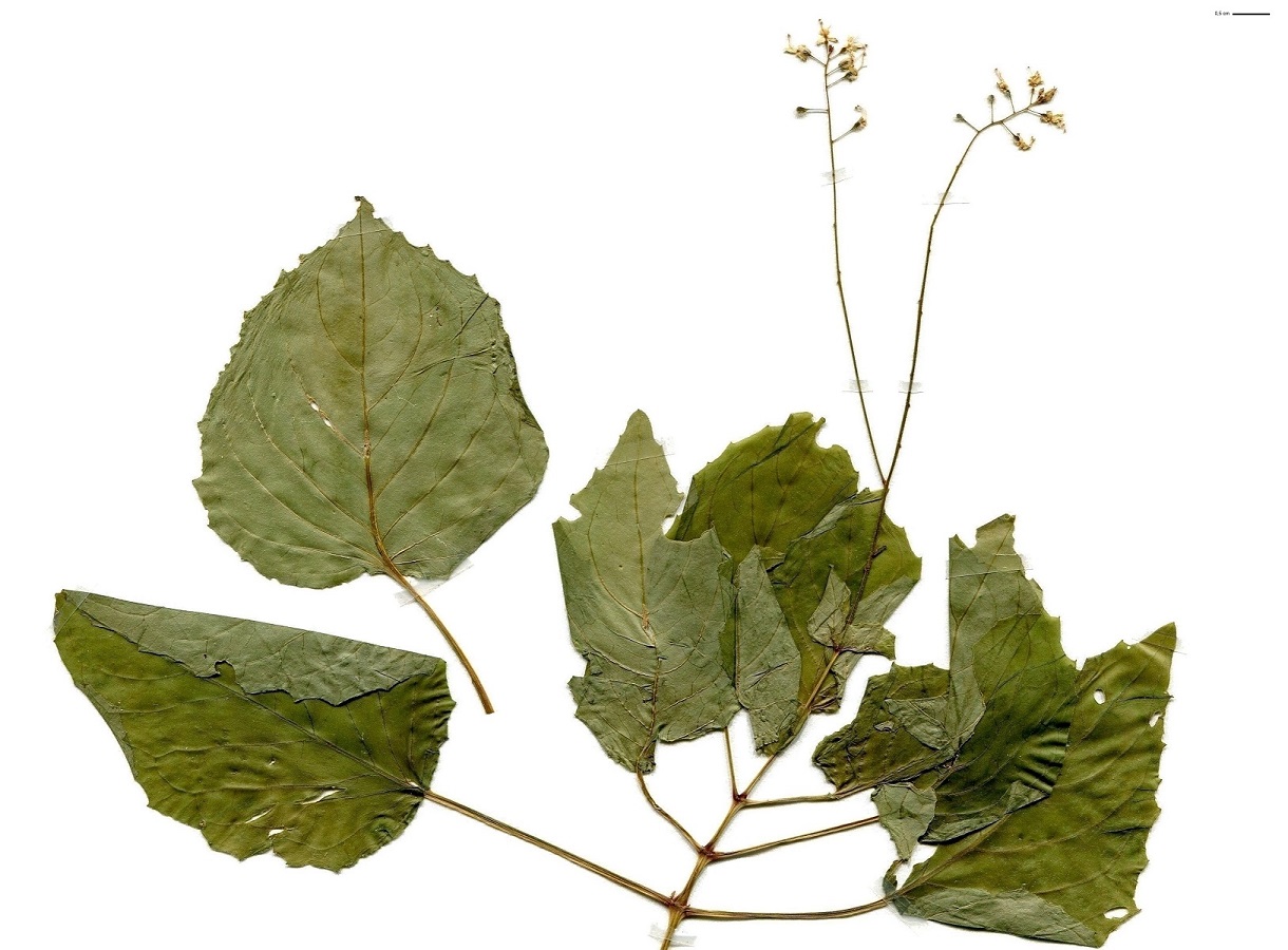 Circaea x intermedia (Onagraceae)